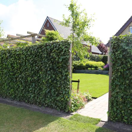 Hedera schutting als tuinafscheiding